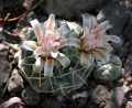 Gymnocalycium capillaense 6.jpg