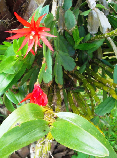 Файл:Hatiora gaertneri 20.JPG