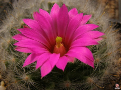Mammillaria guelzowiana.jpg