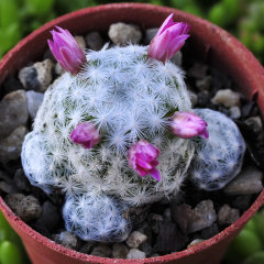 Mammillaria humboldtii.jpg
