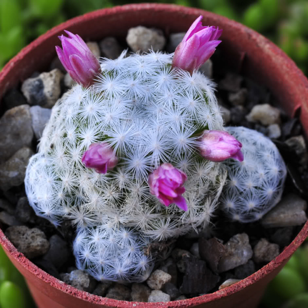 Файл:Mammillaria humboldtii.jpg
