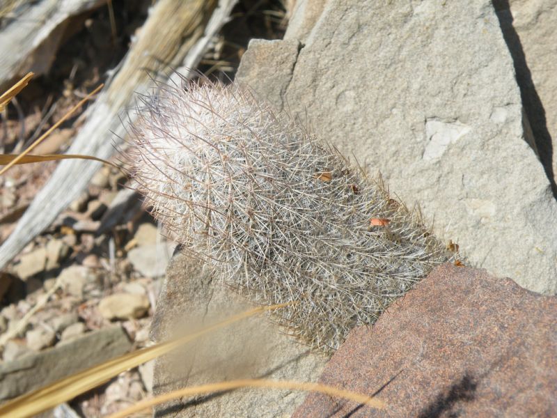 Файл:Mammillaria pottsii h3.jpg