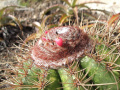 Melocactus ernestii ssp. ernestii
