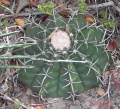 Melocactus paucispinus
