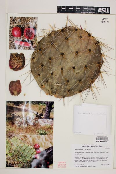 Файл:Opuntia lagunae ASU0058307.jpg