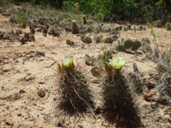 Sclerocactus whipplei ssp. whipplei 1h.jpg