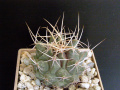 Thelocactus rinconensis var. nidulans MMR127