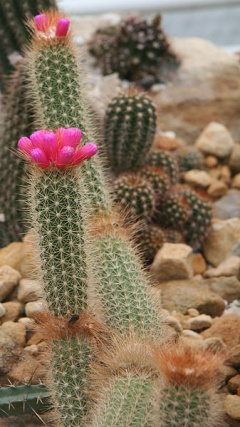 Arrojadoa rhodantha 3.jpg