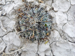Coryphantha difficilis 1.jpg