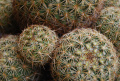 Coryphantha recurvata ssp. recurvata 2.jpg