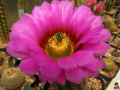 Echinocereus reichenbachii baileyi