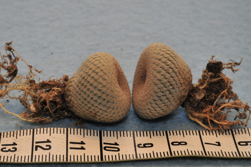 Файл:Epithelantha bokei SB845.jpg