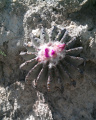 Geohintonia mexicana 51.jpg