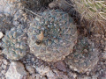 Gymnocalycium glaucum ssp. ferrarii 2.JPG