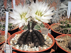 Gymnocalycium ragonesei.jpg
