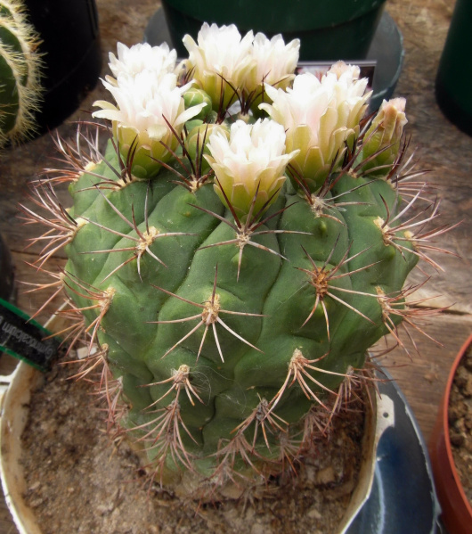 Файл:Gymnocalycium saglionis 5.jpg