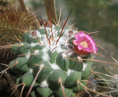 Mammillaria compressa.jpg