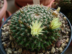 Mammillaria dawsonii 945.jpg
