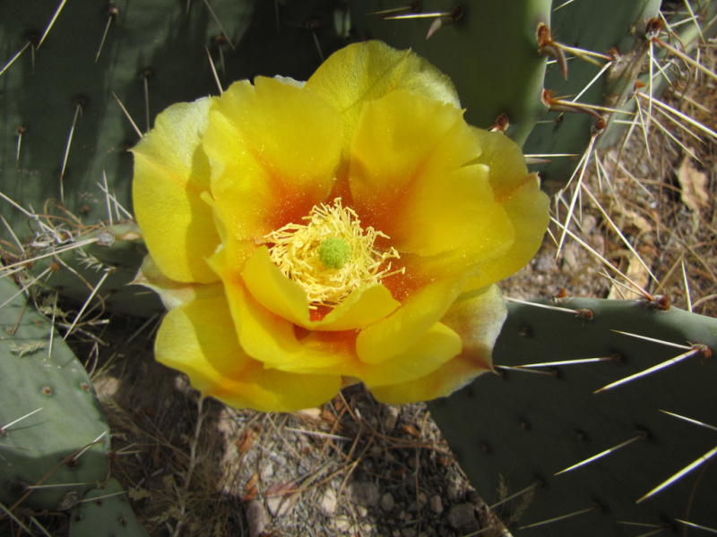 Файл:Opuntia phaeacantha 5h.jpg