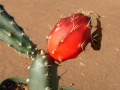 Peniocereus occidentalis