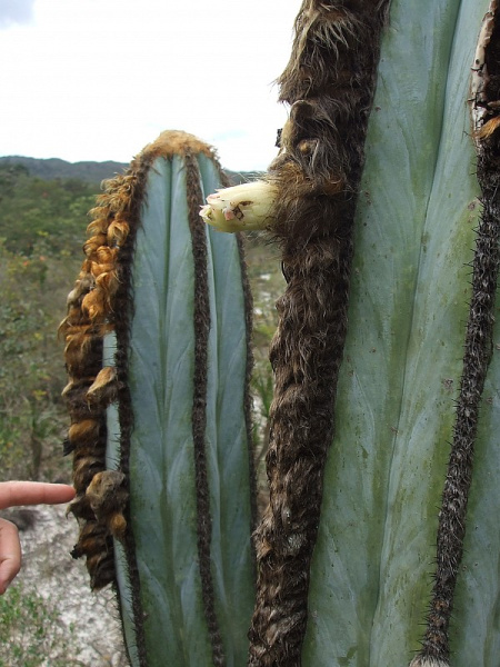 Файл:Pilosocereus fulvilanatus ssp. fulvilanatus 2.JPG