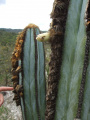 Pilosocereus fulvilanatus ssp. fulvilanatus