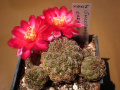Rebutia canigueralii var. tarabucoensis