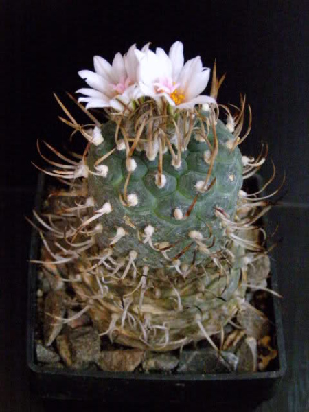 Файл:Turbinicarpus schmiedickeanus ssp. schwarzii.jpg