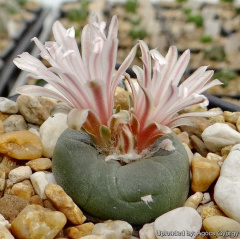 Lophophora alberto-vojtechii 26725.jpg