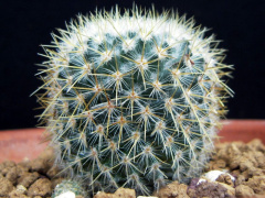 Mammillaria flavicentra 185.jpg