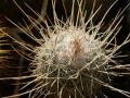 Mammillaria geminispina nobilis.jpg