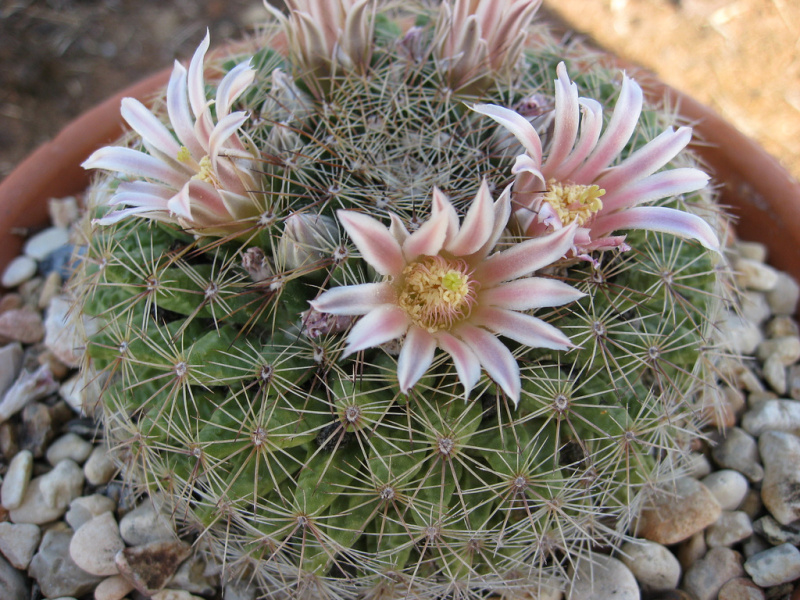 Файл:Mammillaria heyderi ssp. heyderi 4.jpg