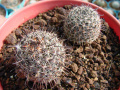 Mammillaria hutchinsoniana ssp. louisae 1.jpg