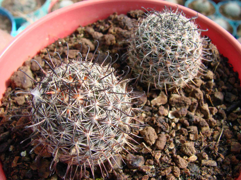 Файл:Mammillaria hutchinsoniana ssp. louisae 1.jpg