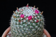 Mammillaria rhodantha ssp. mollendorffiana 1.jpg