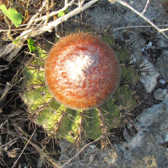 Melocactus stramineus 1.jpeg