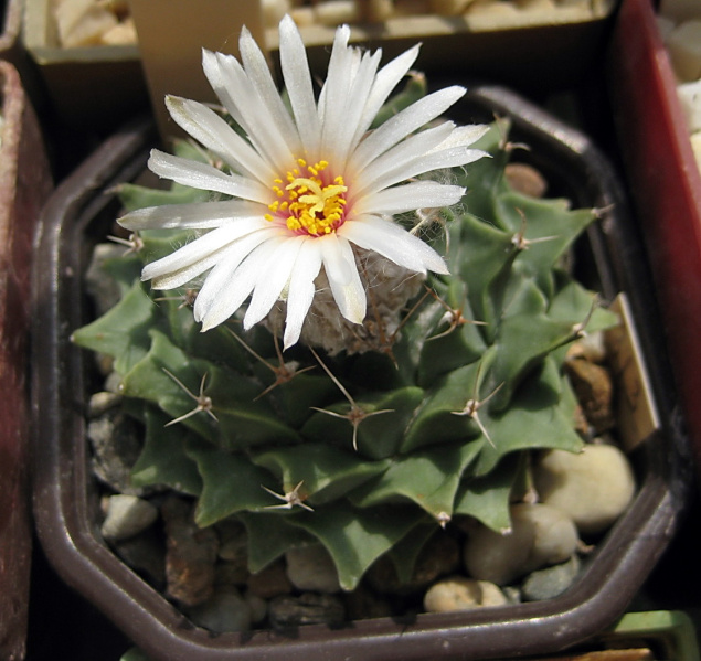 Файл:Obregonia denegrii melaleuca.jpg