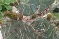 Opuntia aureispina