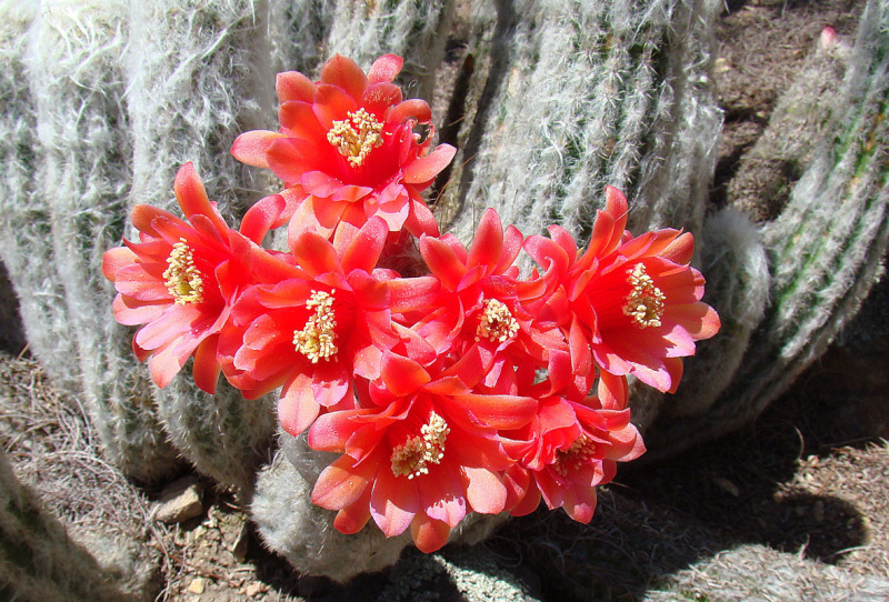 Файл:Oreocereus doelzianus ssp. sericatus o3.jpg