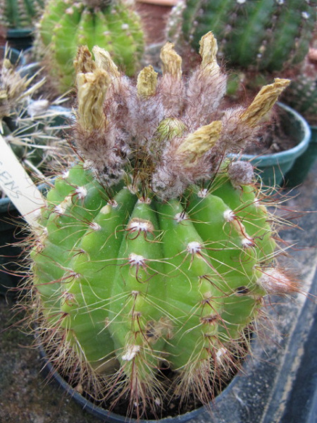 Файл:Parodia oxycostata gracilis 3.jpg