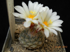 Strombocactus disciformis 1.jpg