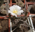 Tephrocactus articulatus