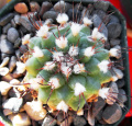 Turbinicarpus swobodae.JPG