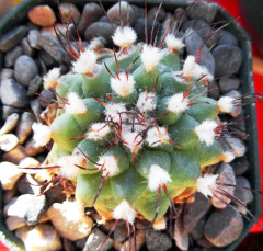 Turbinicarpus swobodae.JPG