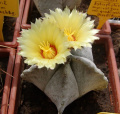 Astrophytum coahuilense