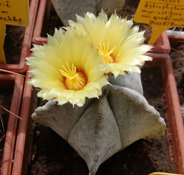 Файл:Astrophytum coahuilense - Г.jpg