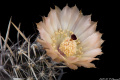 Austrocactus sp.