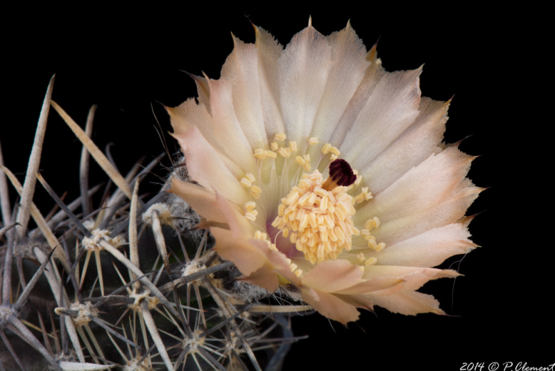 Файл:Austrocactus coxii 1.jpg
