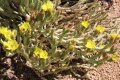 Cylindropuntia tesajo 2h.jpg