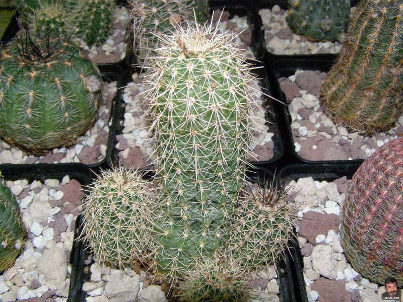 Файл:Echinocereus ortegae ssp. koehresianus.jpg